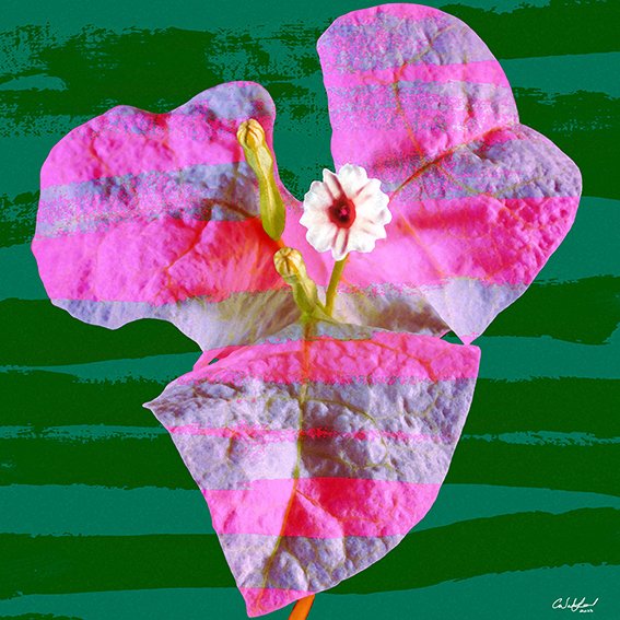 Carmen Wakeford - Africa in the Springtime
